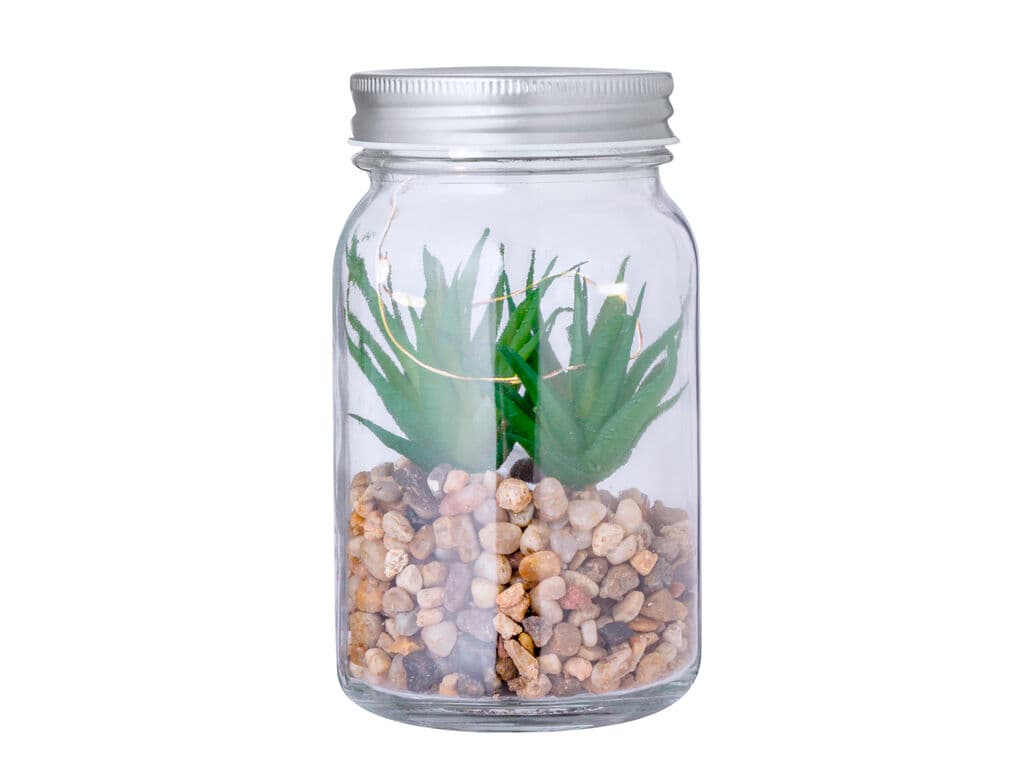 Plantă Decorativă Kyala