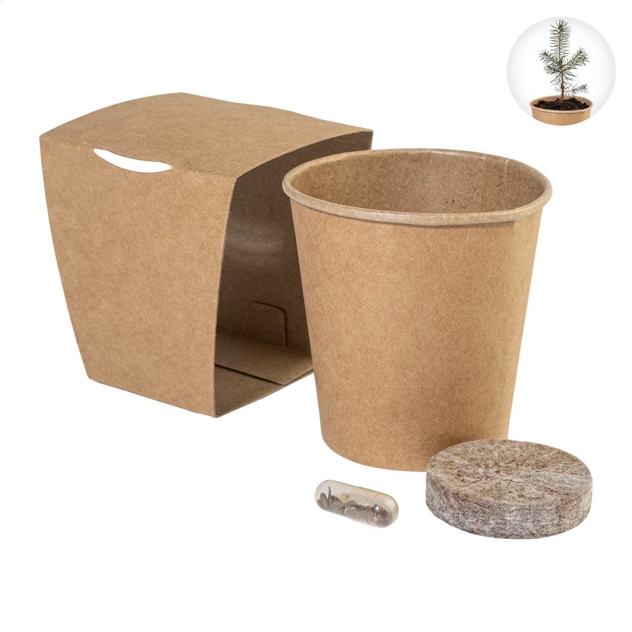 MerryGrow - set pentru cultivarea bradului de Crăciun